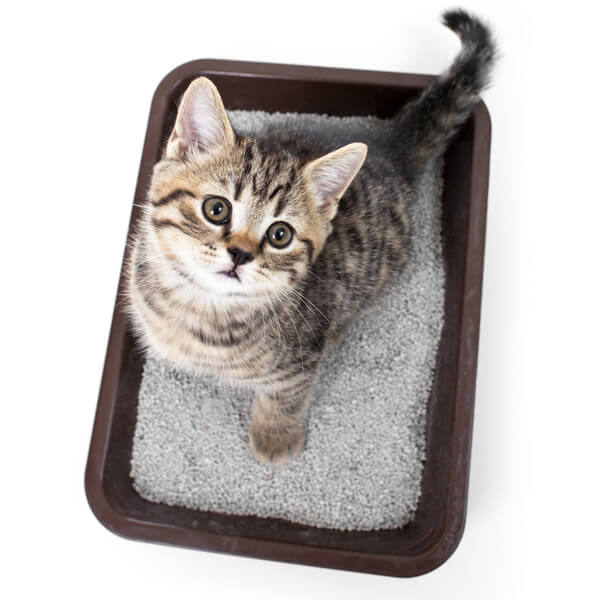 Kitten in litter tray