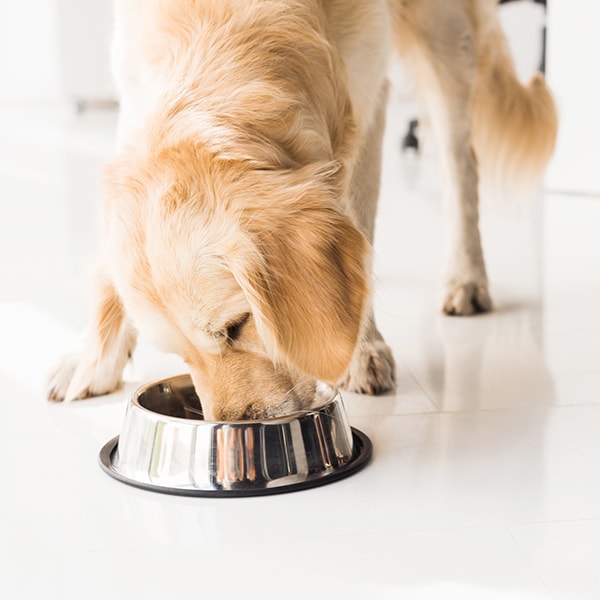 Dog eating wet food from a bowl