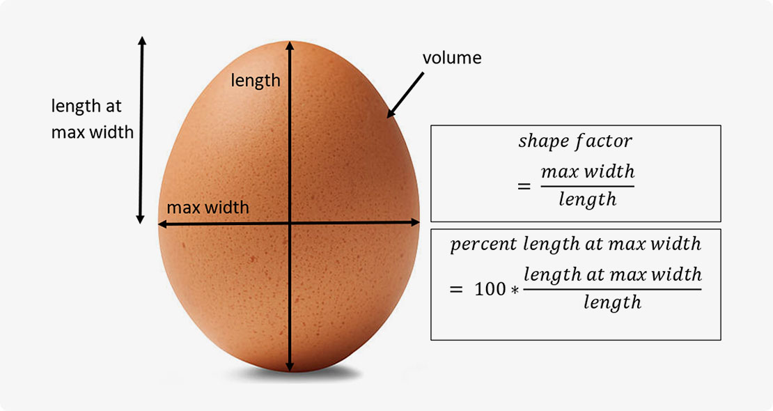 用于鸡蛋尺寸测定的计算